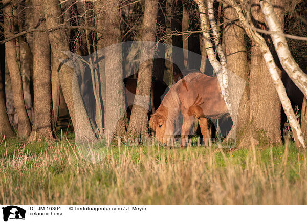Islnder / Icelandic horse / JM-16304
