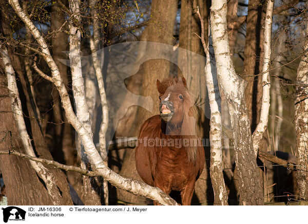 Islnder / Icelandic horse / JM-16306