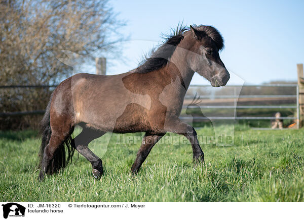 Islnder / Icelandic horse / JM-16320