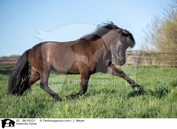 Icelandic horse / JM-16321