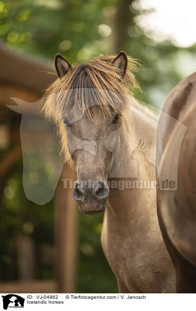 Icelandic horses / VJ-04862