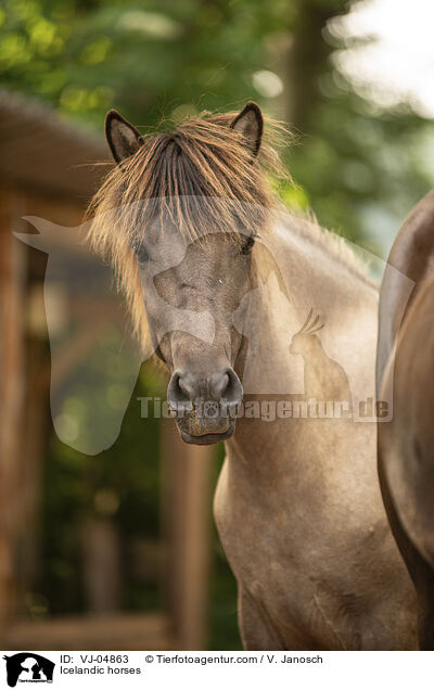 Icelandic horses / VJ-04863