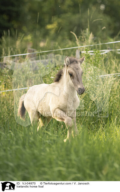 Islnder Fohlen / Icelandic horse foal / VJ-04870