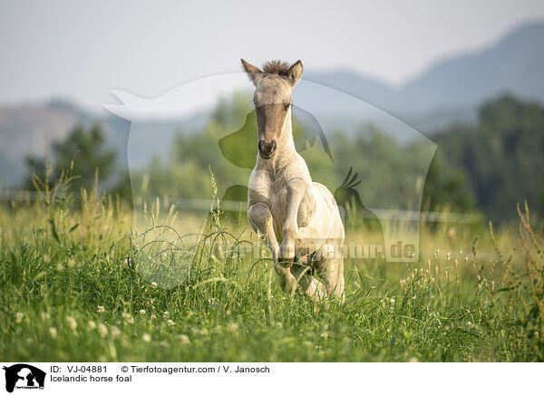 Icelandic horse foal / VJ-04881