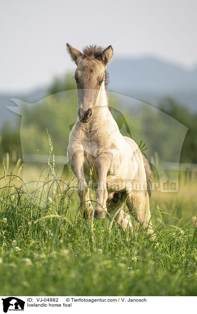 Islnder Fohlen / Icelandic horse foal / VJ-04882