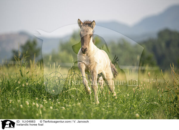 Islnder Fohlen / Icelandic horse foal / VJ-04883