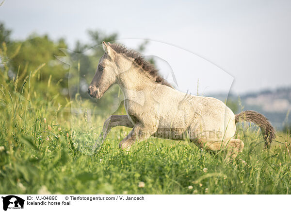 Islnder Fohlen / Icelandic horse foal / VJ-04890