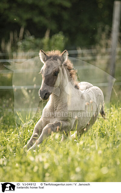 Islnder Fohlen / Icelandic horse foal / VJ-04912