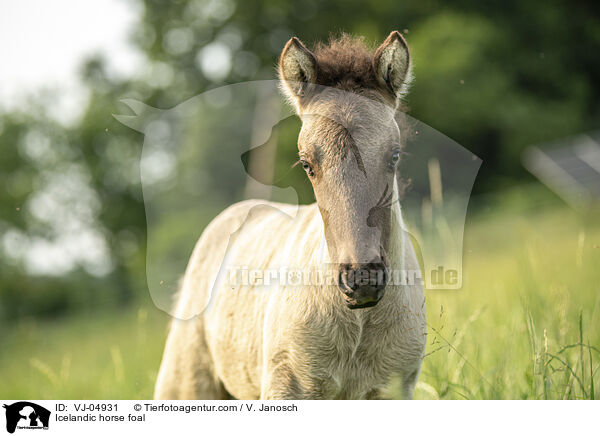 Icelandic horse foal / VJ-04931