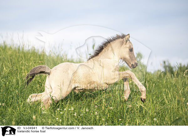 Icelandic horse foal / VJ-04941