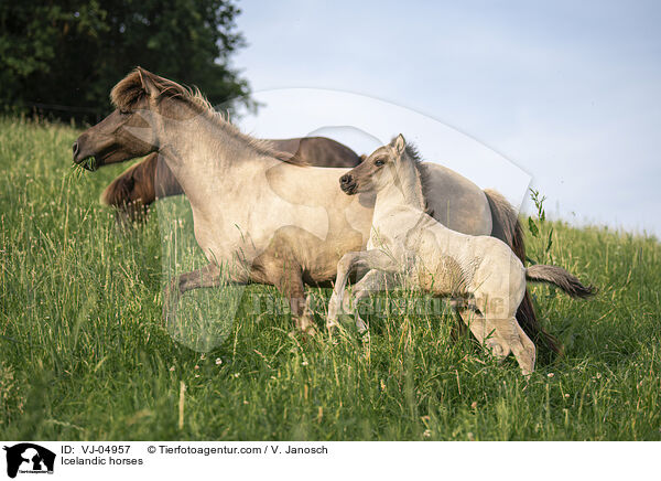 Icelandic horses / VJ-04957