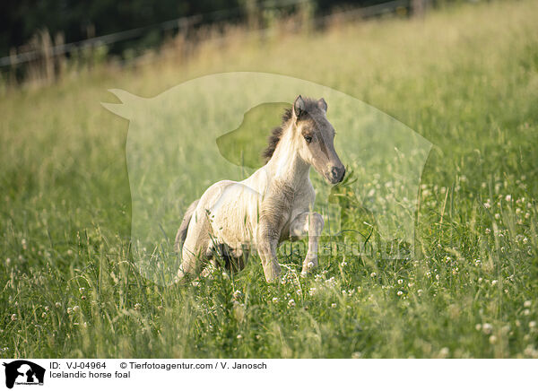 Icelandic horse foal / VJ-04964
