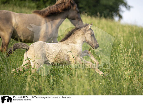 Icelandic horses / VJ-04974