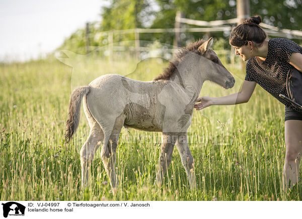 Islnder Fohlen / Icelandic horse foal / VJ-04997