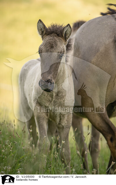 Icelandic horses / VJ-05000