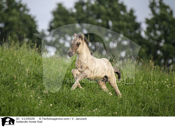 Icelandic horse foal / VJ-05029