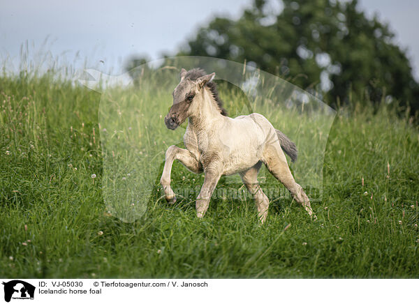 Islnder Fohlen / Icelandic horse foal / VJ-05030