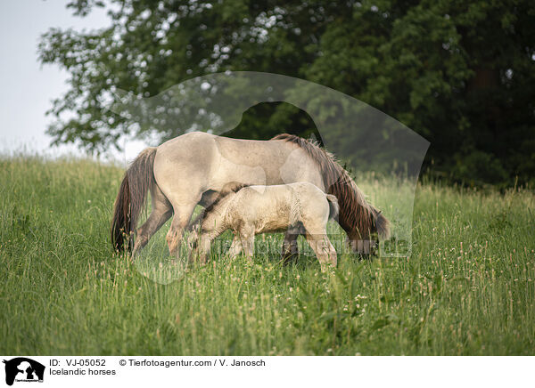 Icelandic horses / VJ-05052