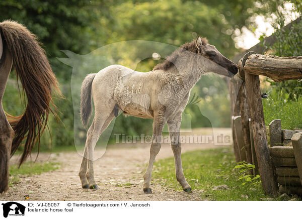 Islnder Fohlen / Icelandic horse foal / VJ-05057