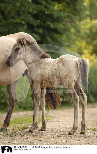 Icelandic horses / VJ-05061