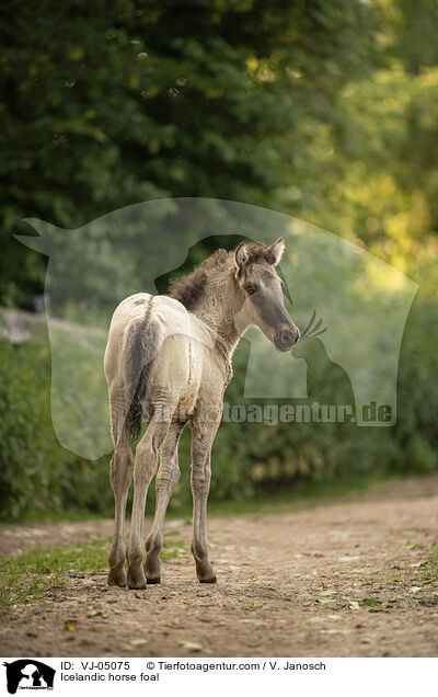 Icelandic horse foal / VJ-05075