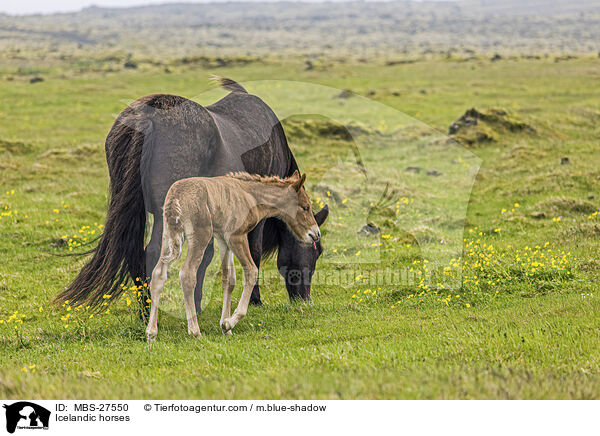 Icelandic horses / MBS-27550