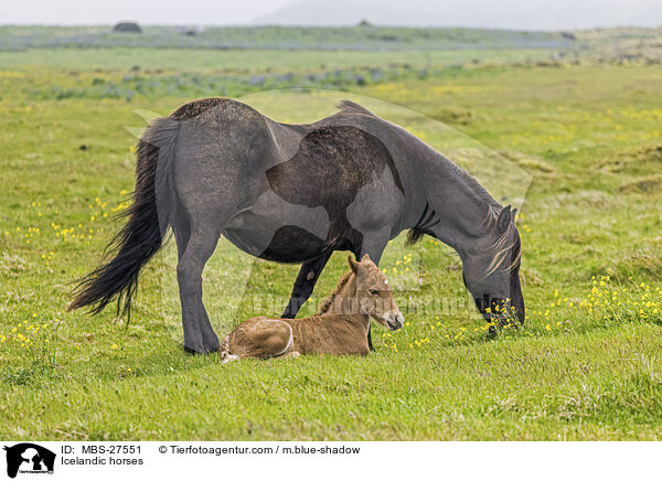 Icelandic horses / MBS-27551