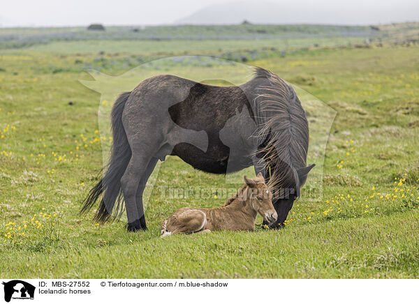 Islnder / Icelandic horses / MBS-27552