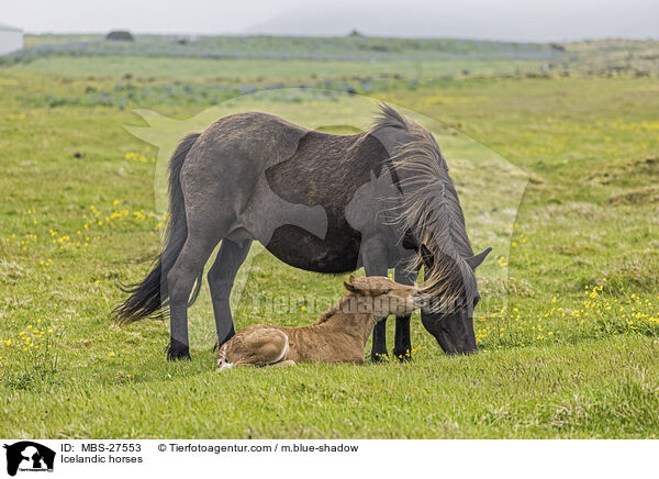 Islnder / Icelandic horses / MBS-27553