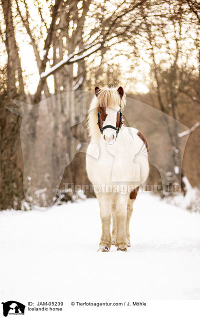 Icelandic horse / JAM-05239