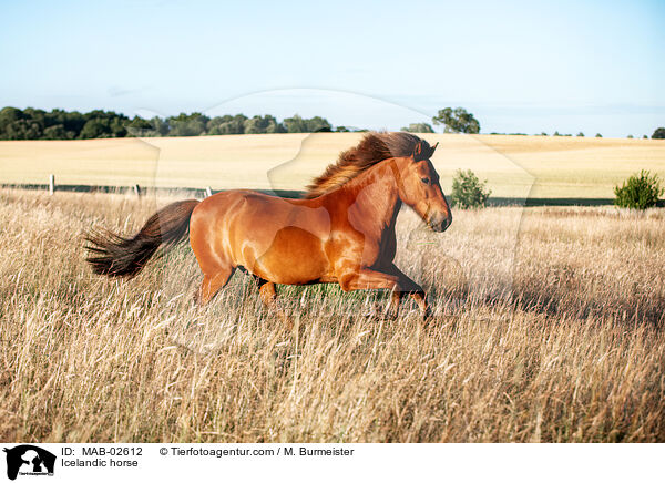 Icelandic horse / MAB-02612