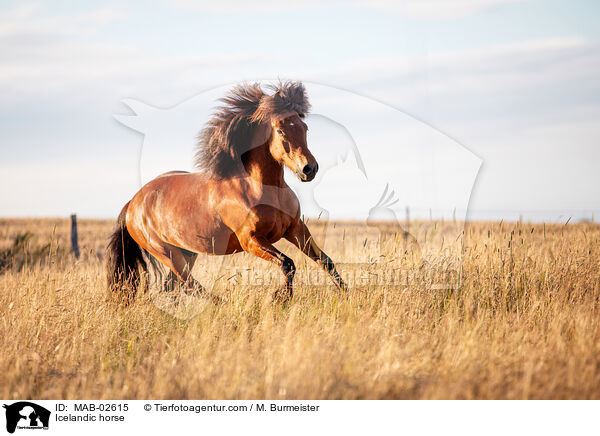 Icelandic horse / MAB-02615