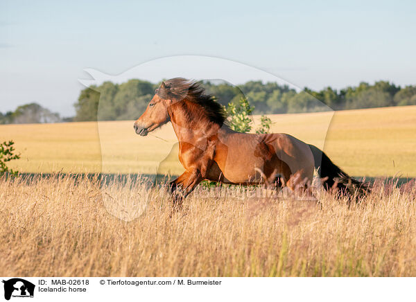 Icelandic horse / MAB-02618