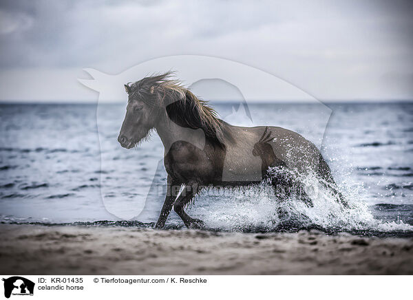 celandic horse / KR-01435