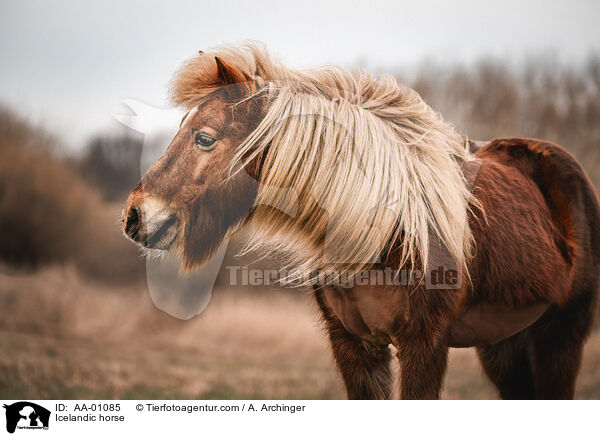 Islnder / Icelandic horse / AA-01085