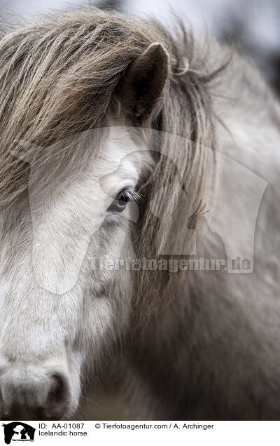 Islnder / Icelandic horse / AA-01087
