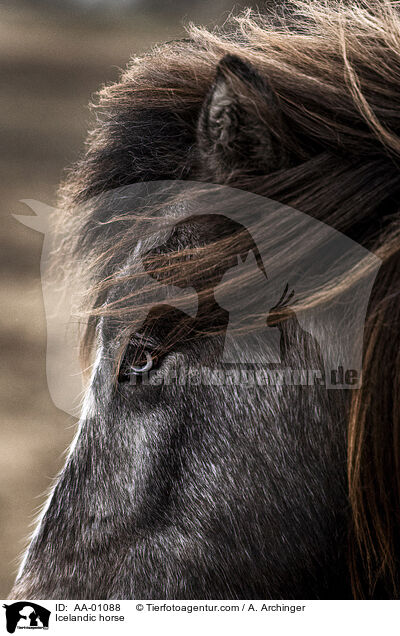 Islnder / Icelandic horse / AA-01088