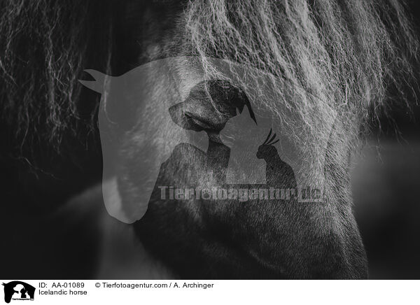 Islnder / Icelandic horse / AA-01089