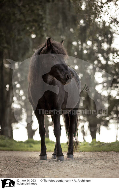 Islnder / Icelandic horse / AA-01093
