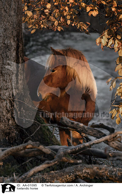 Icelandic horse / AA-01095