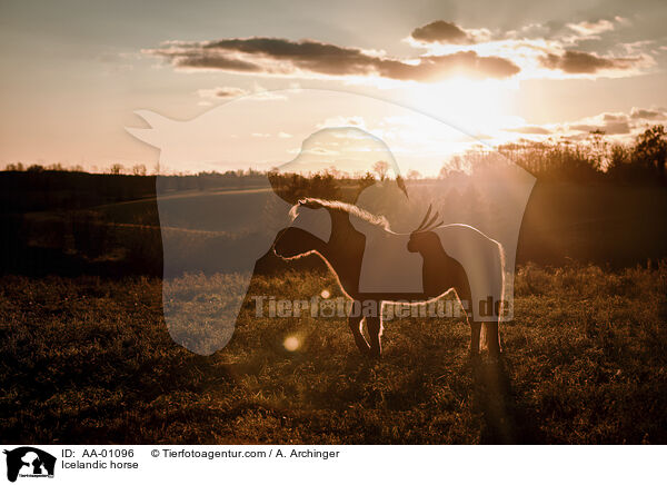 Icelandic horse / AA-01096