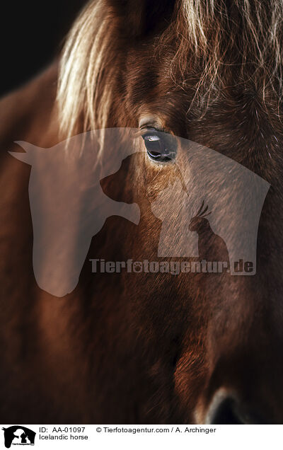 Islnder / Icelandic horse / AA-01097