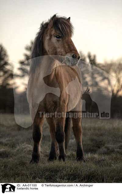 Islnder / Icelandic horse / AA-01100