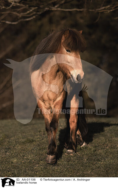 Icelandic horse / AA-01106