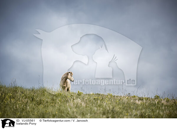 Icelandic Pony / VJ-05561