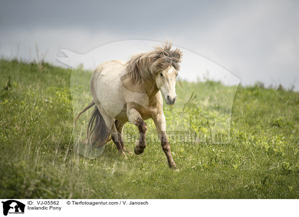 Islnder / Icelandic Pony / VJ-05562