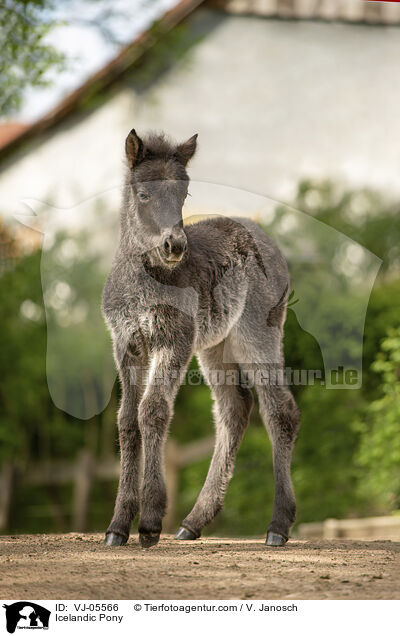 Icelandic Pony / VJ-05566
