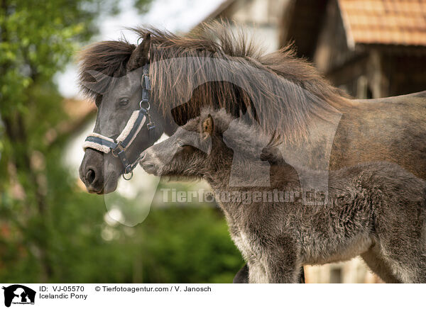 Icelandic Pony / VJ-05570