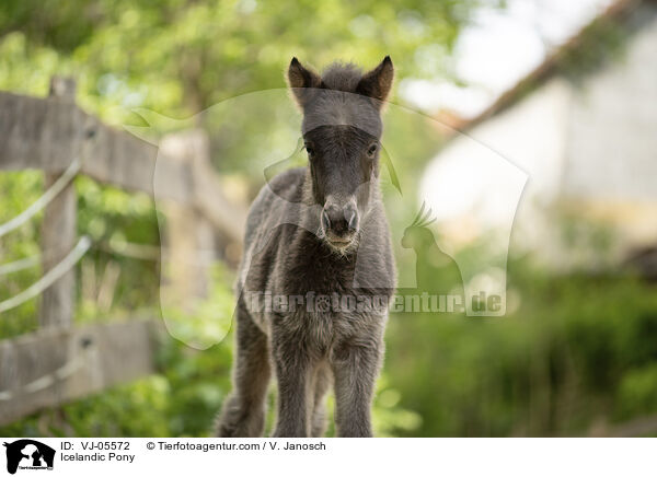 Icelandic Pony / VJ-05572