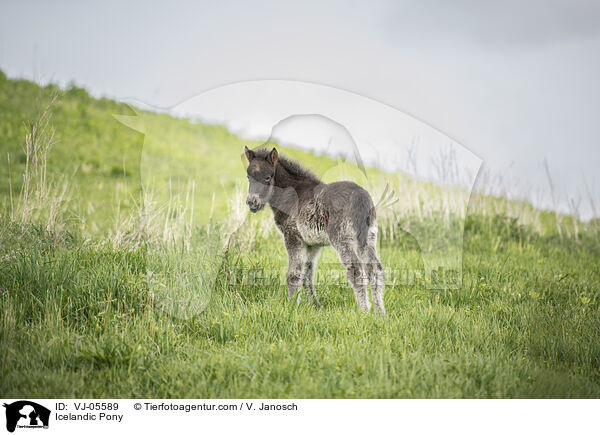 Icelandic Pony / VJ-05589